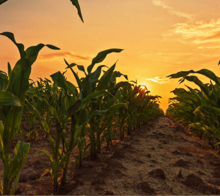 Field of corn
